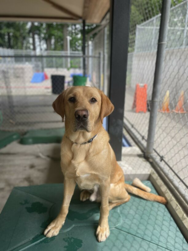 A portrait of handsome Knox, a yellow Labrador Retriever, sitting on a green plastic platform in the community run area. He is looking at the camera with a soft, closed mouth expression.