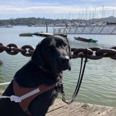 Amos is sitting on a boardwalk in Sausalito with the SF Bay and sailboats behind him. His leash is attached to a thick metal chain behind him.