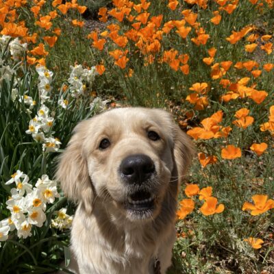 Diamond (LGX-F, coated) sitting among orange California poppies and white and yellow daffodils. She is looking up at the camera with her with her mouth slightly open.