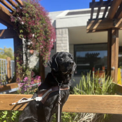 Picture includes Diesel in harness, sitting professionally on a wooden bench outside of our downtown lounge in SR. There are several different types of flowers and green landscaping behind him and it is a bright sunny day.