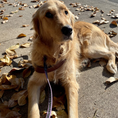 Riggs laying in harness on the concrete surrounded by fall leaves that are the same color as his golden coat.