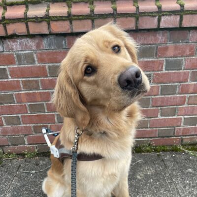 Dandelion (a long-coated Golden Retriever/Labrador Retriever cross) sits and looks towards the camera with her head cocked to one side. She is wearing a guide dog harness and sitting in front of a brick wall.