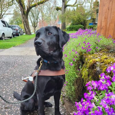 Abby (a small black Labrador Retriever) sits on a sidewalk next purple flowers draping over a stone wall while wearing her harness.