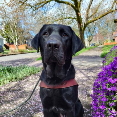 (Black Lab) sits on the concrete sidewalk next to a retaining wall covered in vibrant spring purple flowers. He is wearing his harness and looking towards the camera.