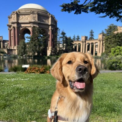 Denver sits in harness looking at the camera. Behind him is the dome of the Palace of Fine Arts in San Francisco on a bright sunny day.