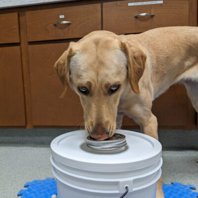 Jackie, yellow Lab is staring down at a jar and scenting the contents