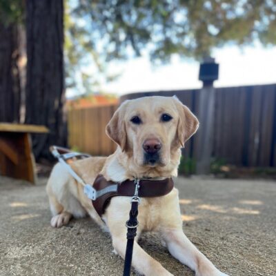 Beluga is laying down, looking at the camera, wearing her guide dog harness.