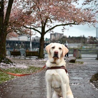 Yellow lab, Bubba sits on a sidewalk with a guide dog harness.  Behind him are beautiful cherry trees and blossoms and a Portland bridge and city scape.