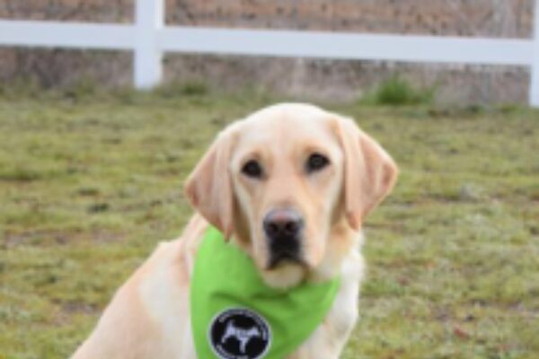 Kelly the Yellow Lab wearing a blue and green bandana, sitting in a grassy yard, smiling.