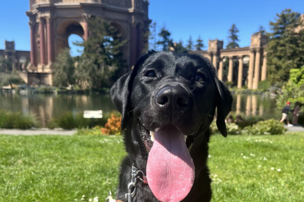 Cookie is sitting on grass while wearing her harness. She is gazing into the camera and her mouth is open showing her long pink tongue. Behind her is the Palace of Fine Arts, located in San Francisco, CA.