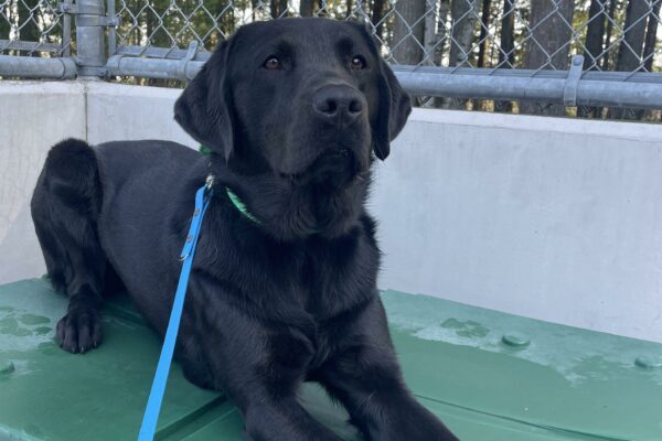 Black lab female Talia laying on a green play structure looking up at the camera