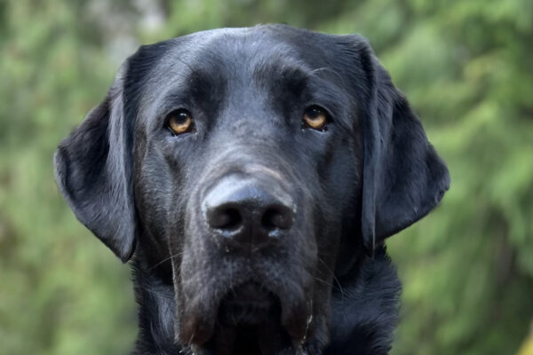 A close up photo of male black Labrador Versace staring intently with golden eyes. There is a blurred background of green trees behind him.