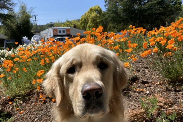 Joe is sitting and looking intently at the camera with a large planter of orange poppies in the background.