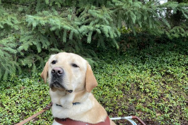 Chadwick (a yellow Labrador Retriever) sits wearing a guide dog harness and looking toward the camera. In the background is green trees and shrubs.