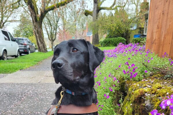 Abby (a small black Labrador Retriever) sits on a sidewalk next purple flowers draping over a stone wall while wearing her harness.