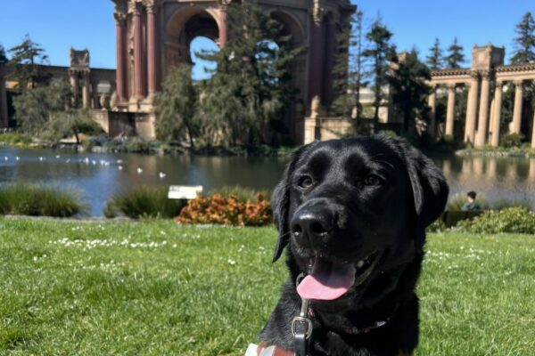 Glitz sits in harness looking at the camera with her tongue out. Behind her is the dome of the Palace of Fine Arts in San Francisco on a bright sunny day.