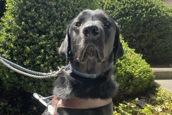 Hartford (a black Labrador Retriever with a small white spot on his chest) sits and looks toward the camera. He is wearing a guide dog harness and sitting in front of some bushes and greenery.