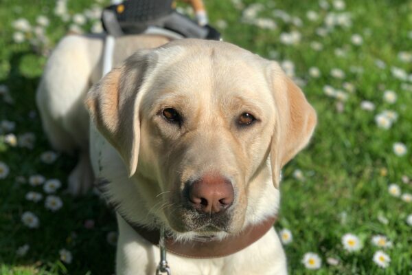 A close up shot of female yellow lab Parrot laying in the grass surrounded by small white flowers. She is in harness and gazing up towards the camera.