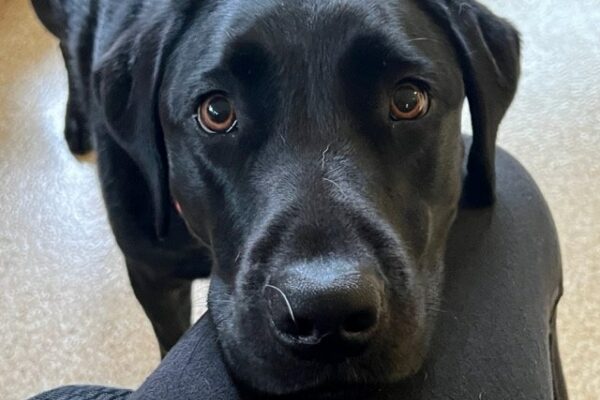 Black Lab Naylor looks into the camera with big brown eyes while resting his head on a trainer's leg.