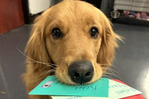 Rebel the Golden holding multiple letters in colorful envelopes in his mouth.