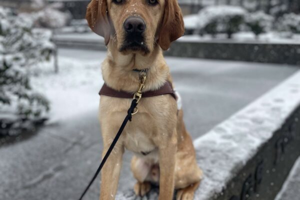 Yellow Labrador retriever, Vin, looks at the camera sitting on a concrete sign wearing his harness. It is lightly snowing around him. Behind him are various greenery and tall trees, lightly dusted with snow.