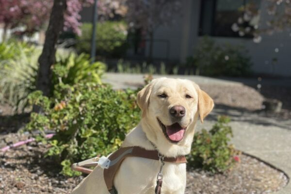 Female yellow Labrador Retriever Harbor sits in harness and gazes at the camera with her mouth open and tongue out. Fully blossomed cherry trees, green plants and a building are blurred in the background.