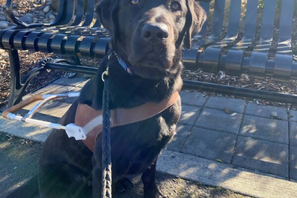Young female black lab, Shelby, sits on a paved sidewalk in front of a black park bench with gardens in the background. She proudly wears her GDB harness and looks up at the camera with a slight head tilt and a ray of sun shining on her face.