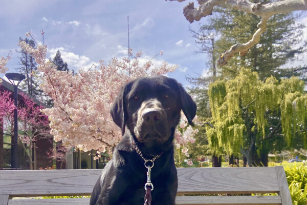 Morocco sits on a bench looking at the camera. There are beautiful pink blossoms on the trees behind him.