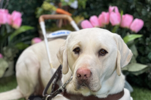 Regis is laying down in a grassy area while he wears his harness. Pink flowers are seen in the background, matching his pink nose! He is wearing his back booties.