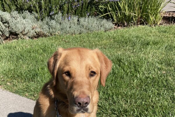 Torta is sitting and looking at the camera. There is grass and bushes in the background.
