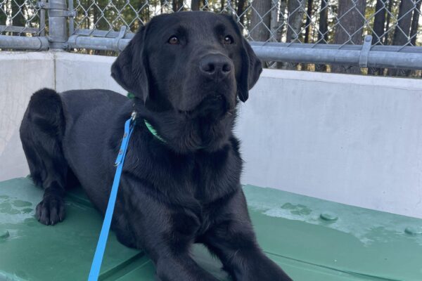 Black lab female Talia laying on a green play structure looking up at the camera