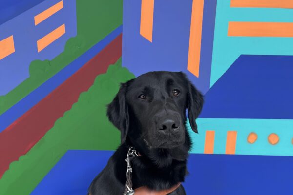 Wallaby sits while wearing his harness. He is posing in front of a colorful geometric mural. This photo was taken in San Francisco after completing a nice long route!