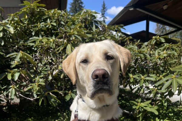 Yellow Labrador (Nash) sits in harness looking straight at the camera. He is sitting on a sidewalk with green bushes behind him on a sunny day.
