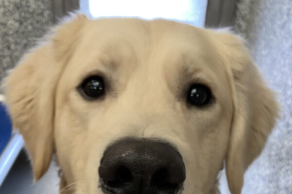 A close up headshot of Kudo in his kennel run, showing off a sweet "puppy dog eyes" look