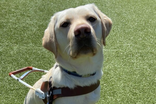 Babs sits on a log structure in one of the free run areas. She is wearing her harness and looking up focused on her handler.