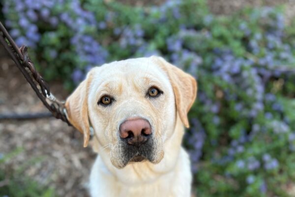 Gibson sits looking at the camera with purple flowers in the background