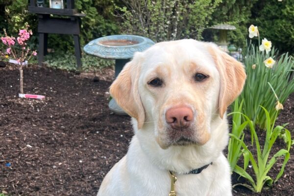 Goodall is pictured in a sit-stay outside, with a few daffodils and pink spring flowers in the background