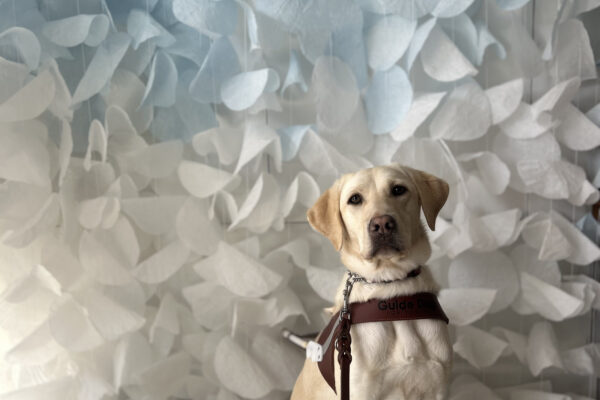 Yellow lab Kindness wearing a guide dog harness is seated in front of a backdrop of ombre blue to white garlands, looking at the camera.