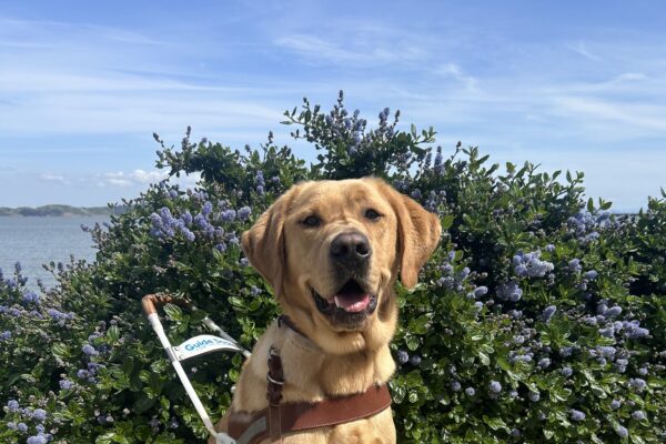 Large yellow lab Lucian is seated on a dirt path in front of a bush with small purple flowers, smiling at the camera. He is wearing a guide dog harness and boots on all his paws.