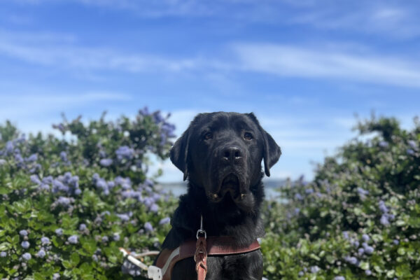 Black lab Monk is seated on a dirt path in front of a bush with small purple flowers. He is wearing a guide dog harness and boots on all four paws.