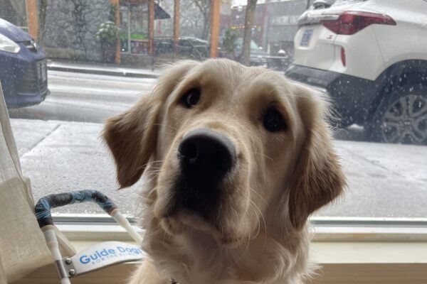 Jessica is sitting in front of a window at a coffee shop in harness. It is snowing outside and she is looking at the camera with her head tilted and ears perked.
