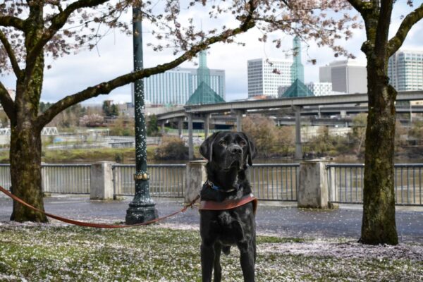 Black lab Rafferty is standing under Cherry Blossom trees looking regal with his big, copper-colored eyes. Behind him you can see the Portland steel bridge in the distance.