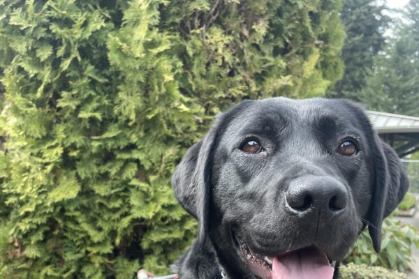 Vancouver sits on a bench in front of green shrubbery. She's wearing her GDB harness and a huge smile!