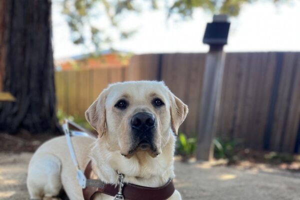 Galveston is laying down, looking at the camera, waring his guide dog harness.