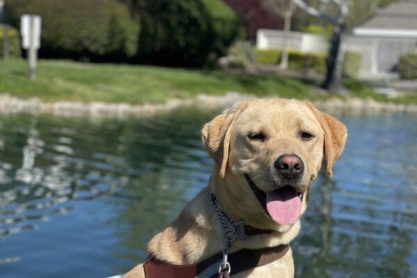 Male yellow Labrador Retriever Nesbit sits in front of a pond in harness and gazes towards the camera with his mouth open and tongue out. Some green bushes, grass and trees are blurred in the background.