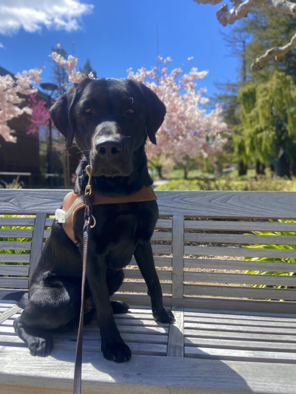 Grizzly is sitting on a bench with a harness on. There are beautiful pink blossoms on the trees behind him. Happy Spring!