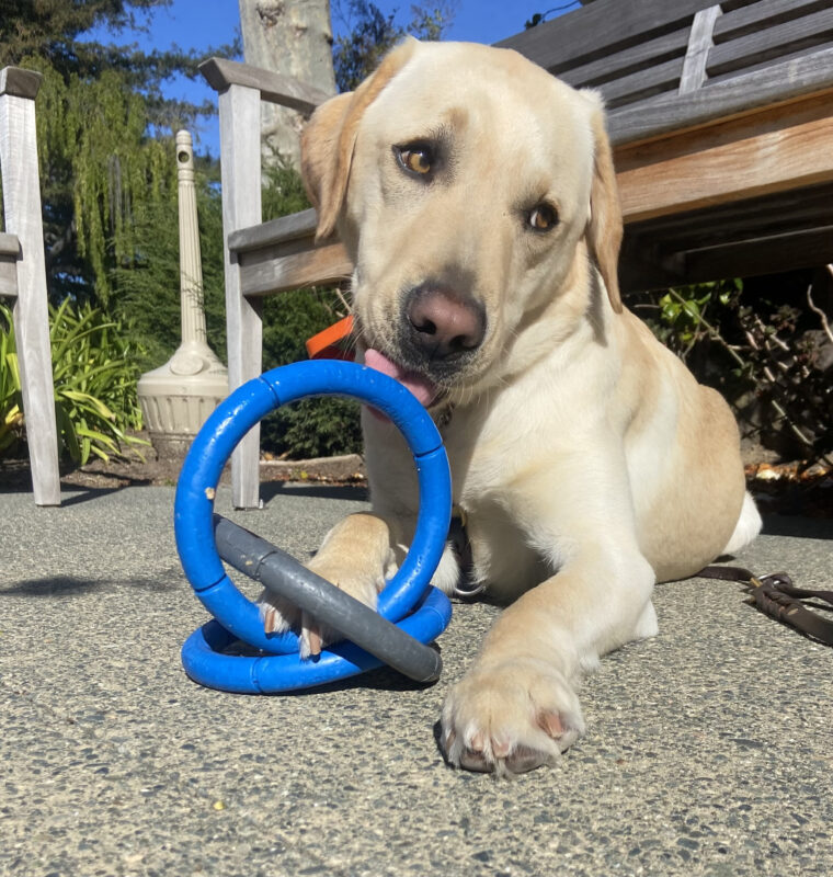 Horton is laying down outside and playing with a rubber 3-ring tug toy.