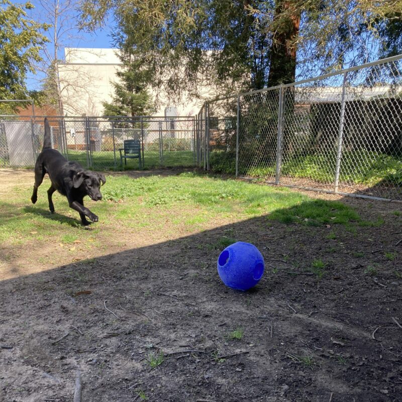 Amos is in an enclosed play yard running toward a blue jolly ball.