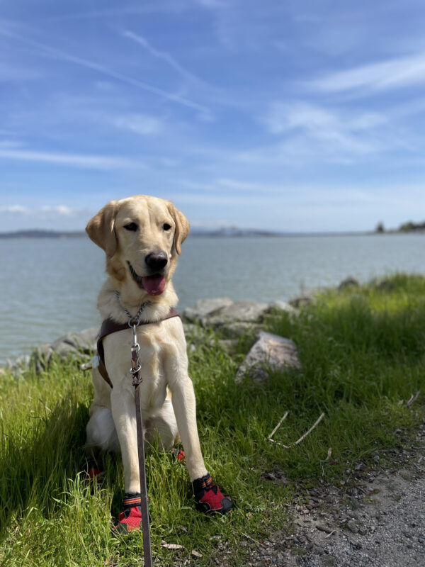 Photo is of Folklore sitting in his harness and all four booties looking slightly right of the camera with a smile on his face and his tongue out. He is sitting on bright green grass with the water of the bay behind him.