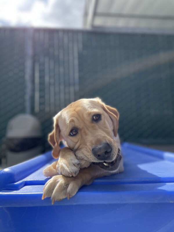 Photo is a close up of Raelyn’s face as she is chewing a bone on a blue play structure in community run.